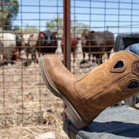 Steel Blue 810945 Blue Heeler